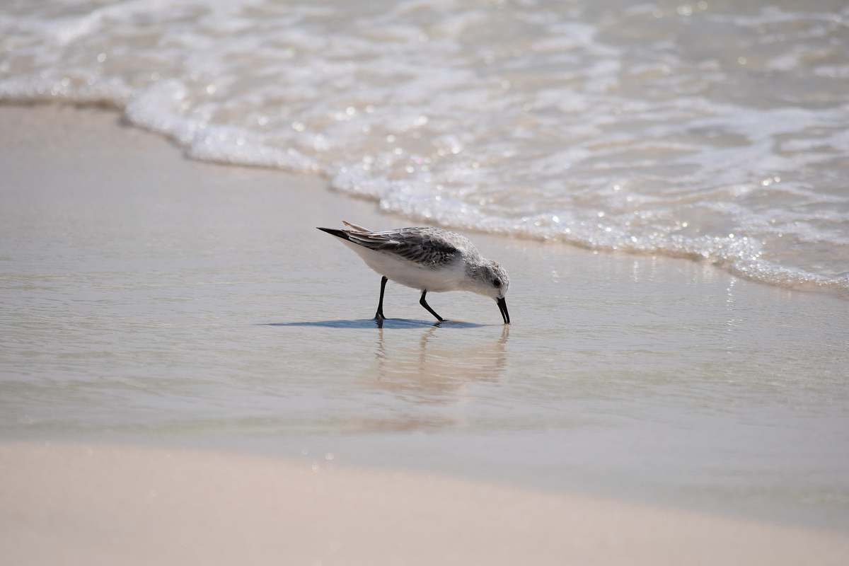 animal seagull on the shore bird