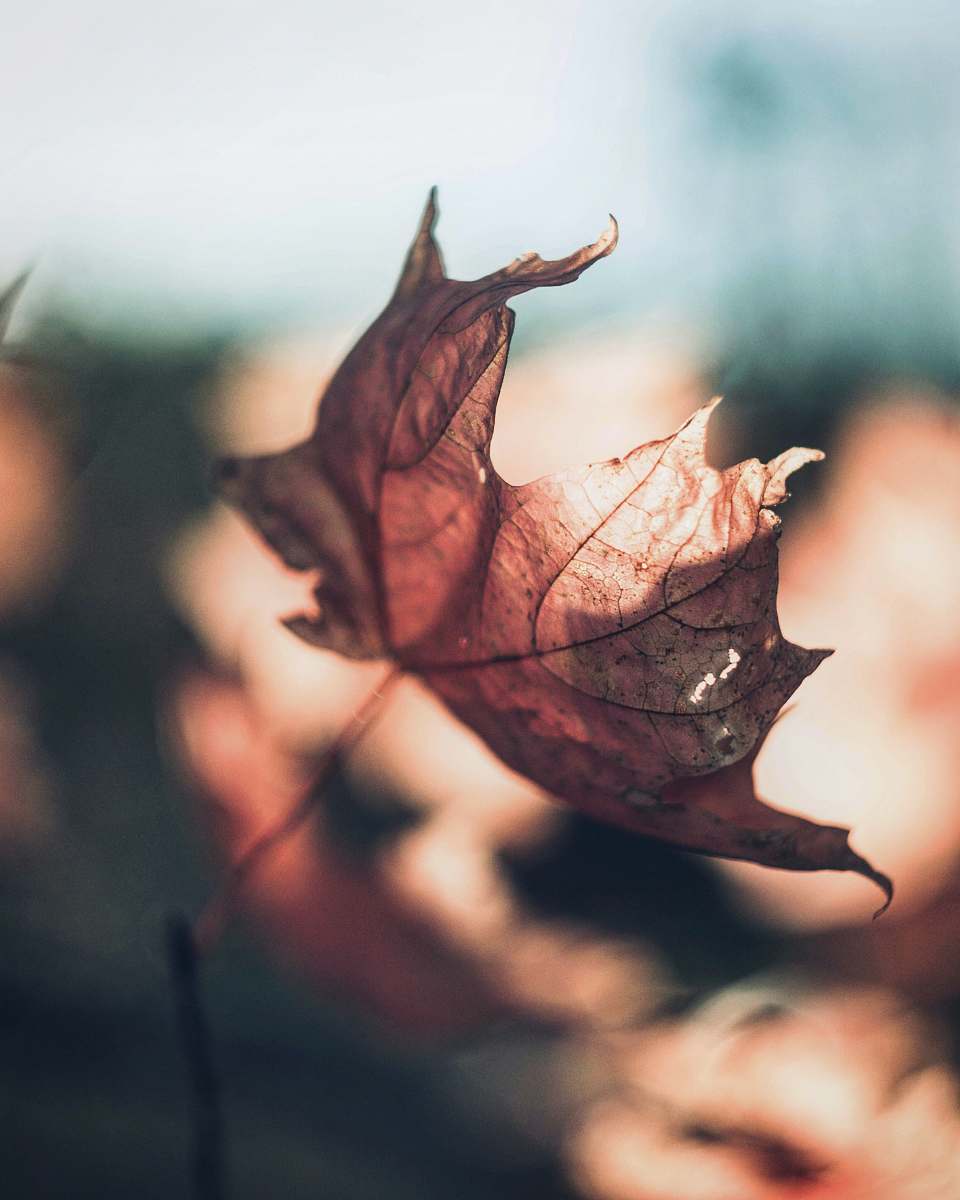 person selective focus photography of dried leaf leaf