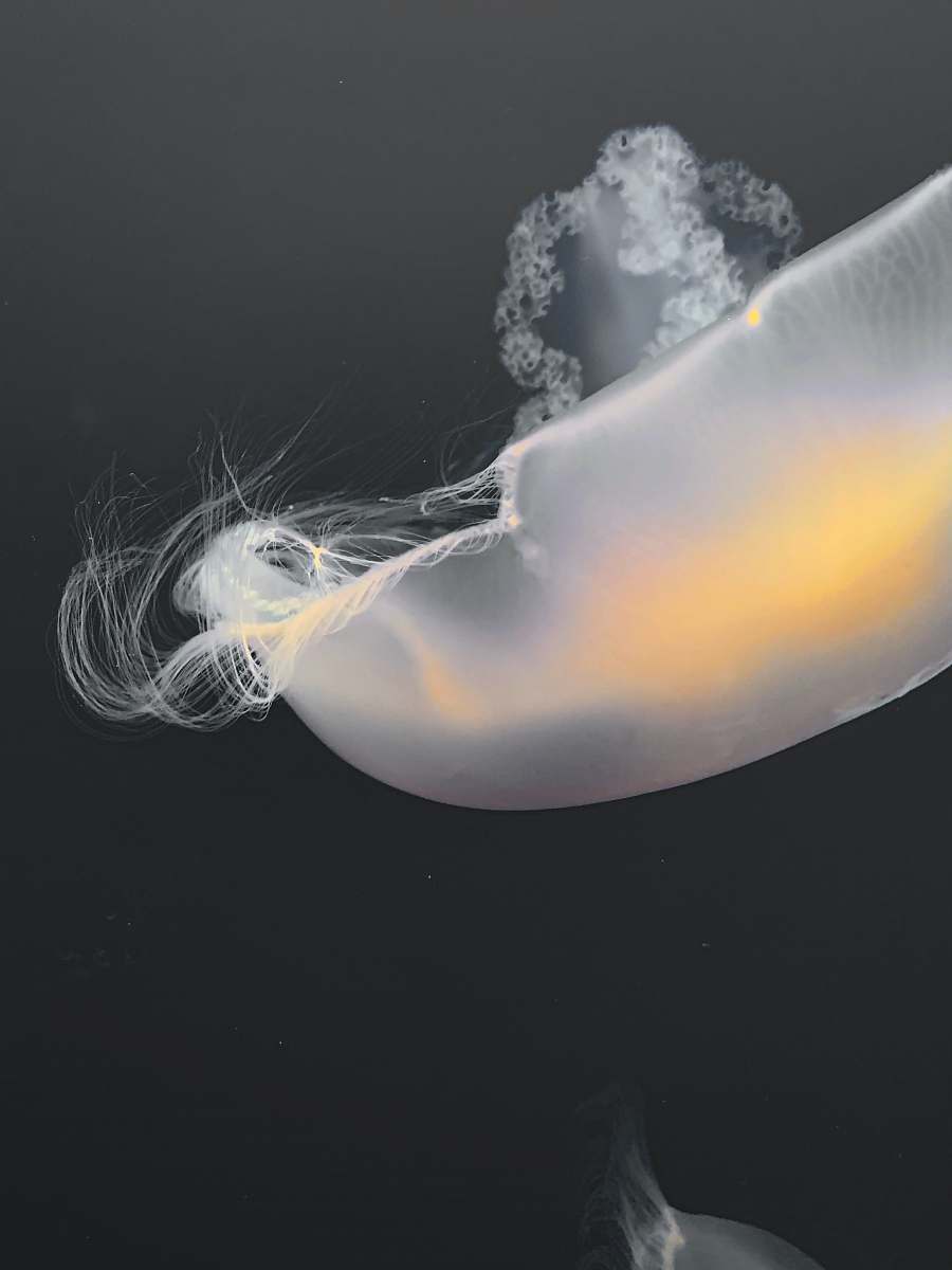 jellyfish white jelly fish sea life