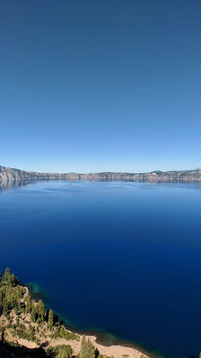 blue green leafed plants growing beside lake outdoors