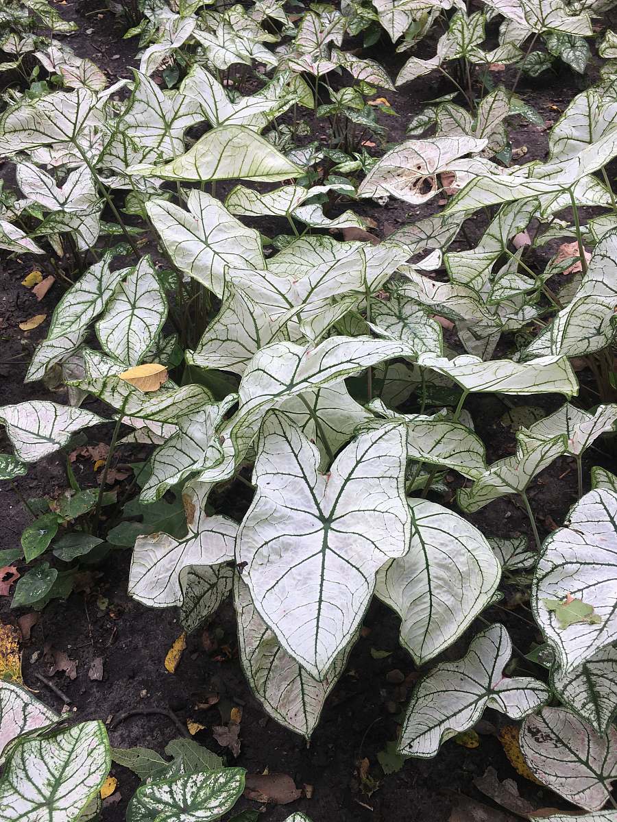 plant green leafed plants sculpture garden trail