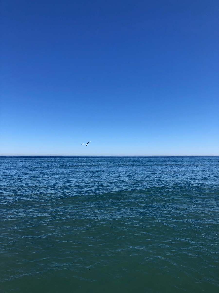 ocean bird flying over the sea during daytime blue