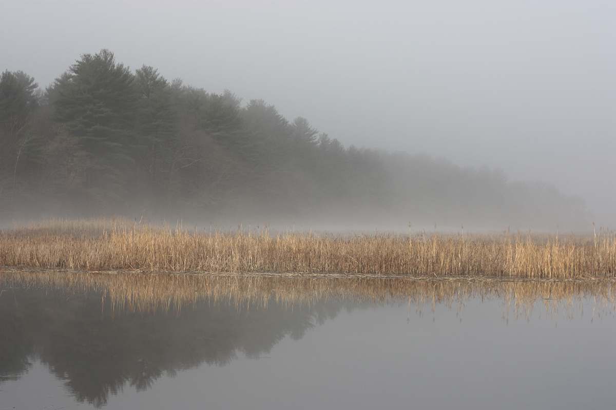 weather calm body of water near the green tree during daytime outdoors