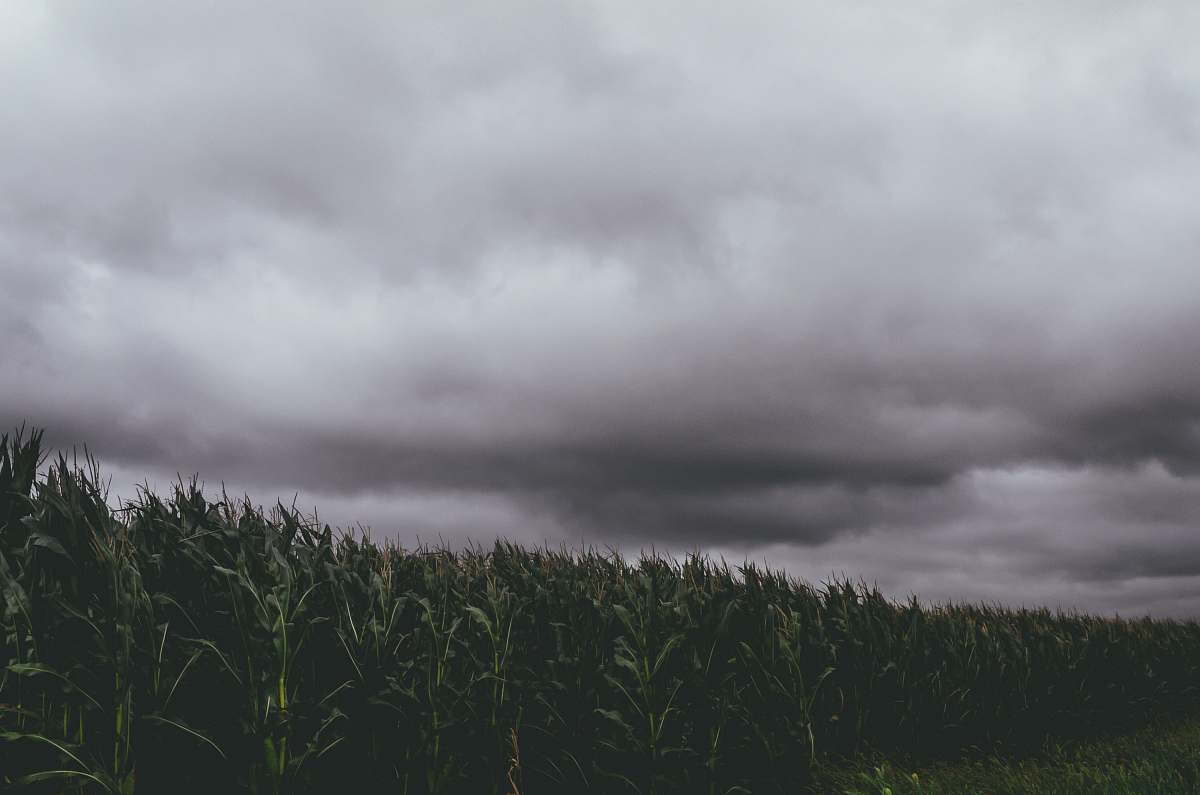 grey corn crops during daytime weather