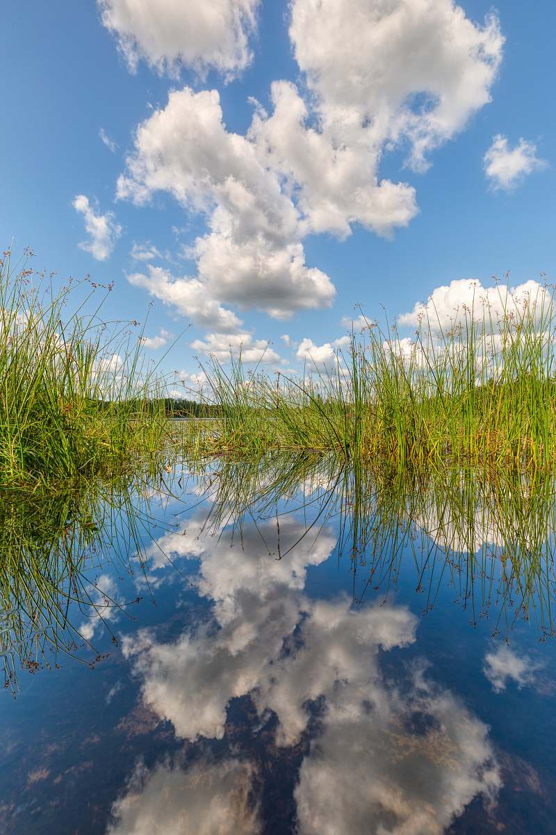 outdoors green grass fields on pond under white clouds during daytime land