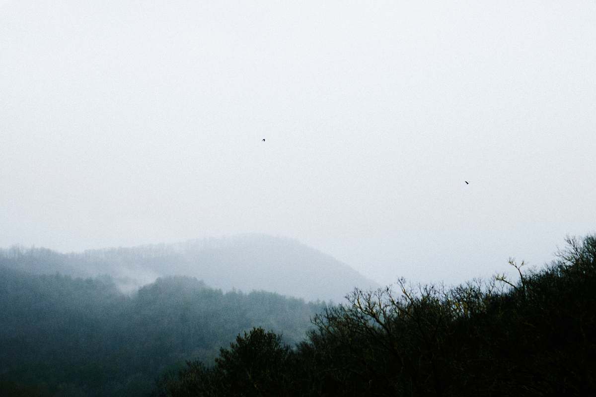 outdoors green-leafed trees under fog weather