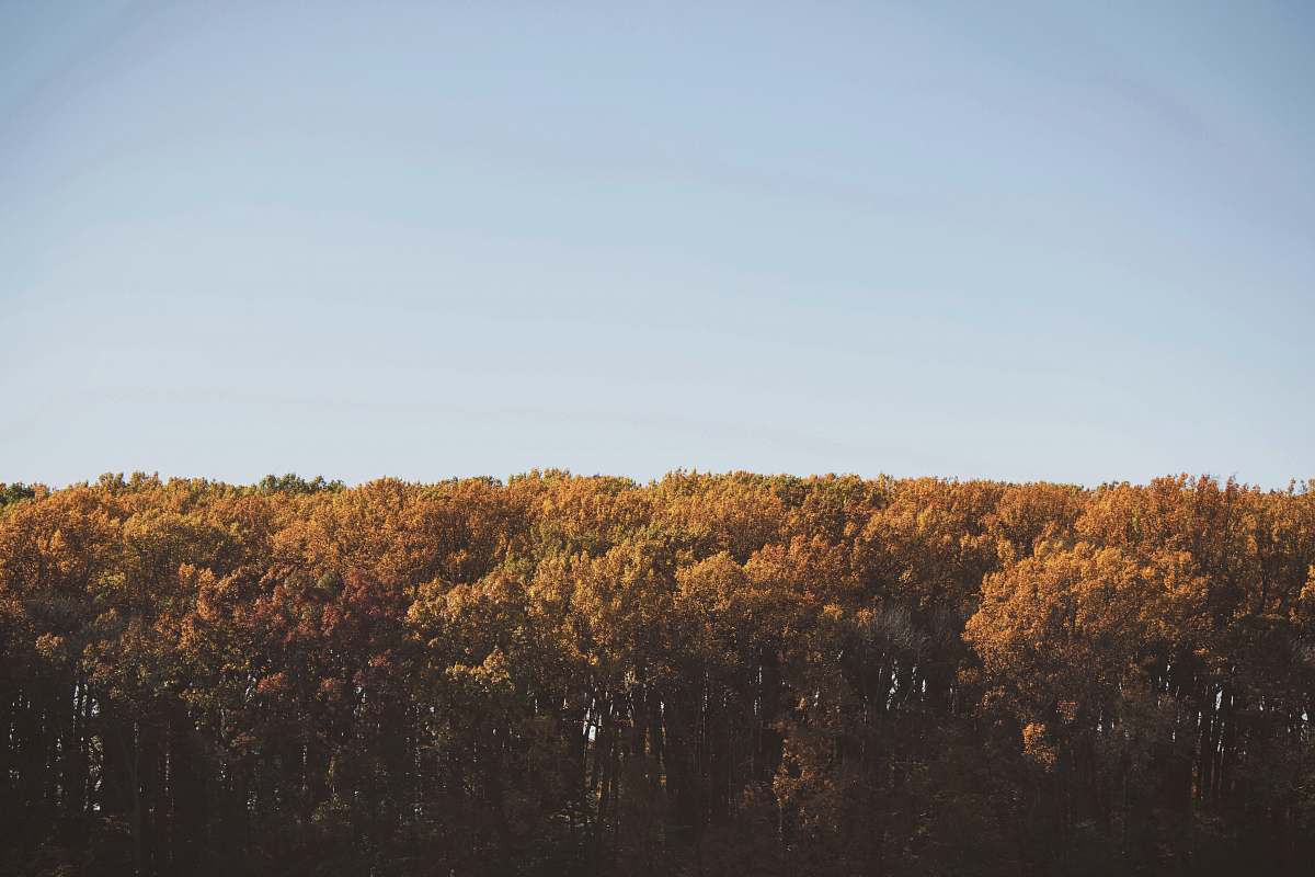 outdoors high-angle photography of brown leafed trees under clear blue sky bush