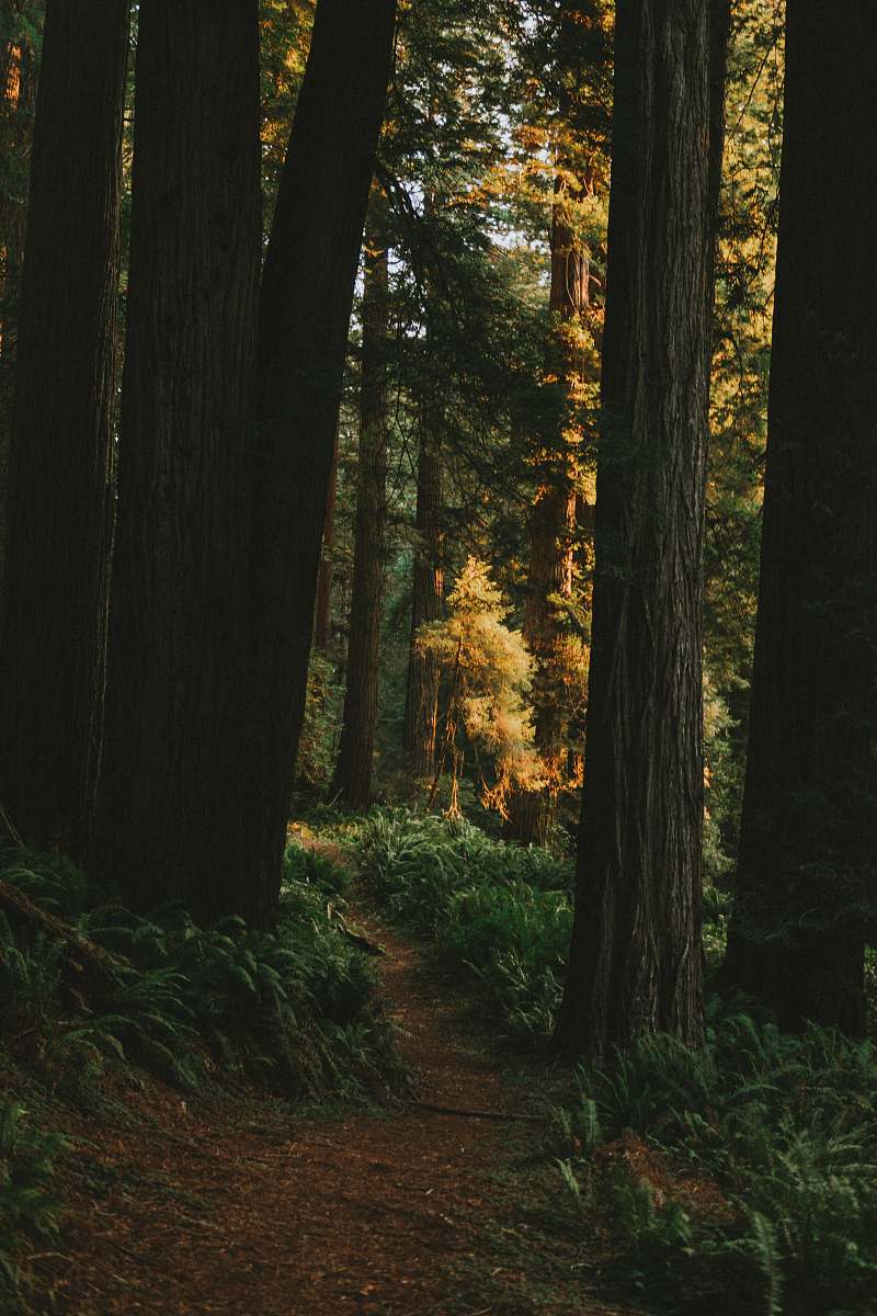 tree landscape photography of forest redwood