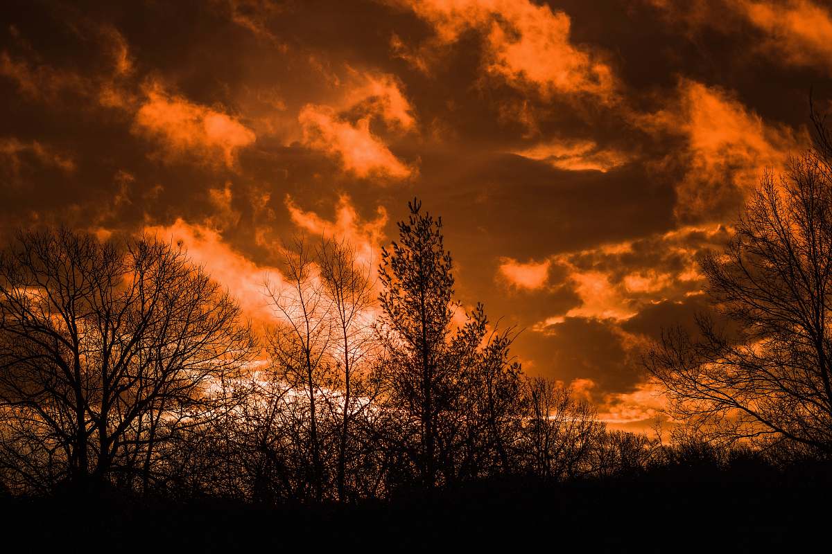 dusk landscape photography of trees during golden hour dawn