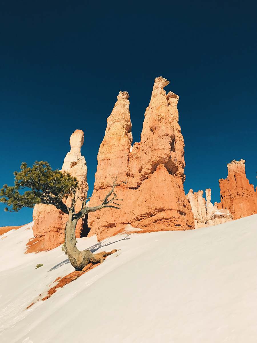 outdoors low angle photo of brown cliff and tree bryce canyon national park