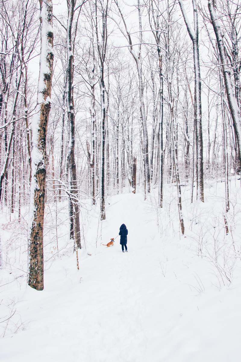 outdoors person standing on snow field beside dog surrounded by trees grey