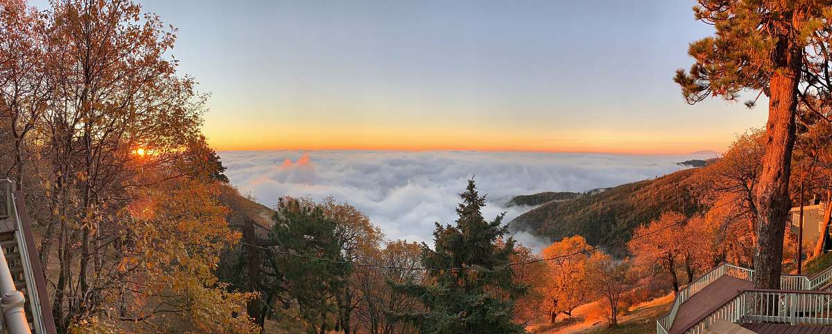 plant sea of clouds view tree