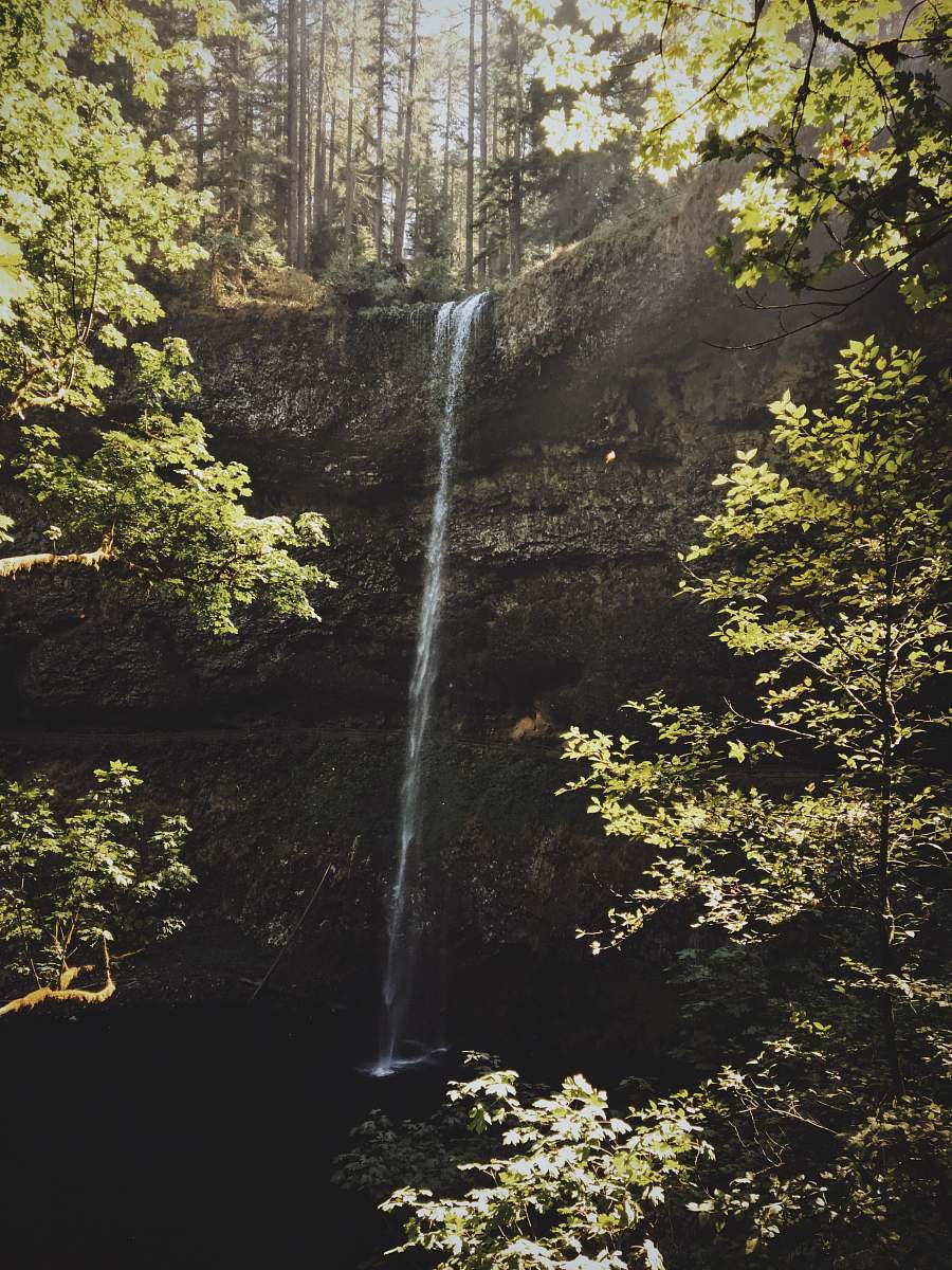 forest waterfalls surrounded with trees silver falls state park