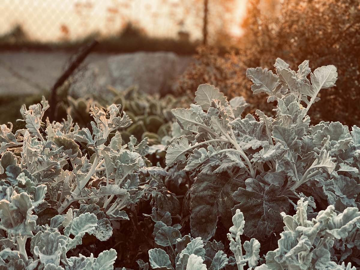 outdoors white flowers with green leaves ice