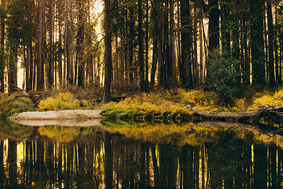 land forest and swamp marsh