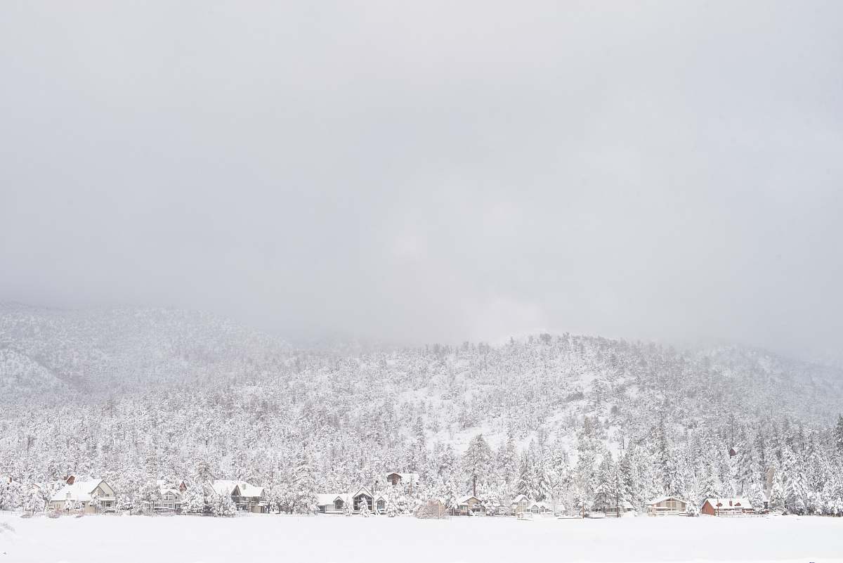 grey tree covered with snow during daytime nature