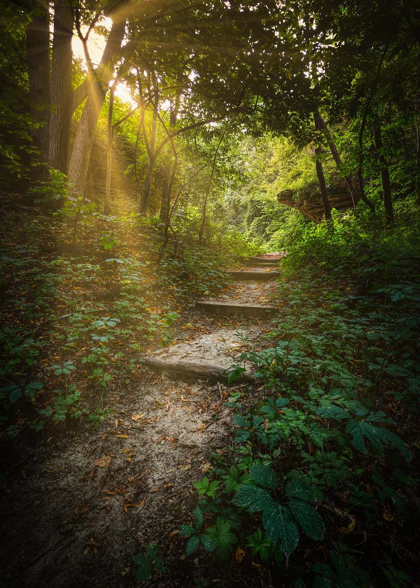 trail green forest sunlight