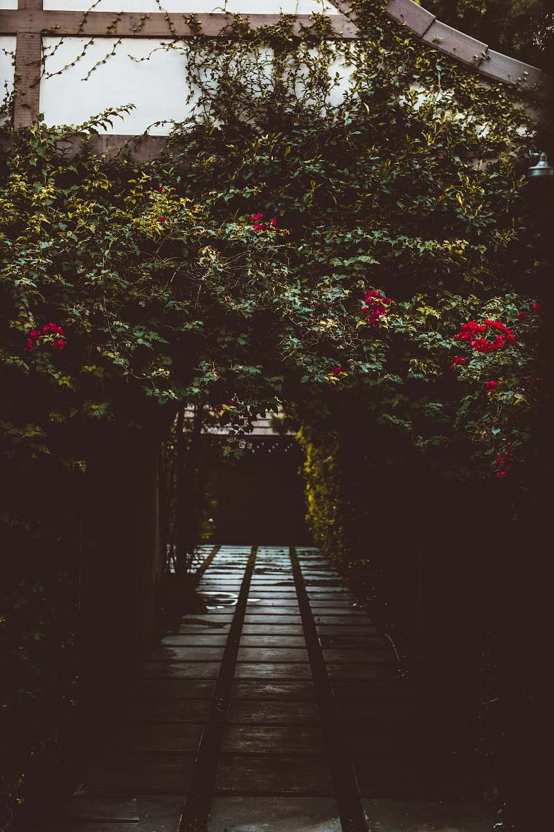 pergola empty walkway surrounded by flower field porch