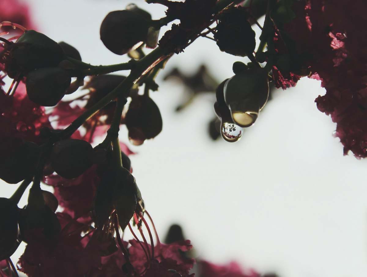 human A macro shot of water droplets hanging from green flower buds people