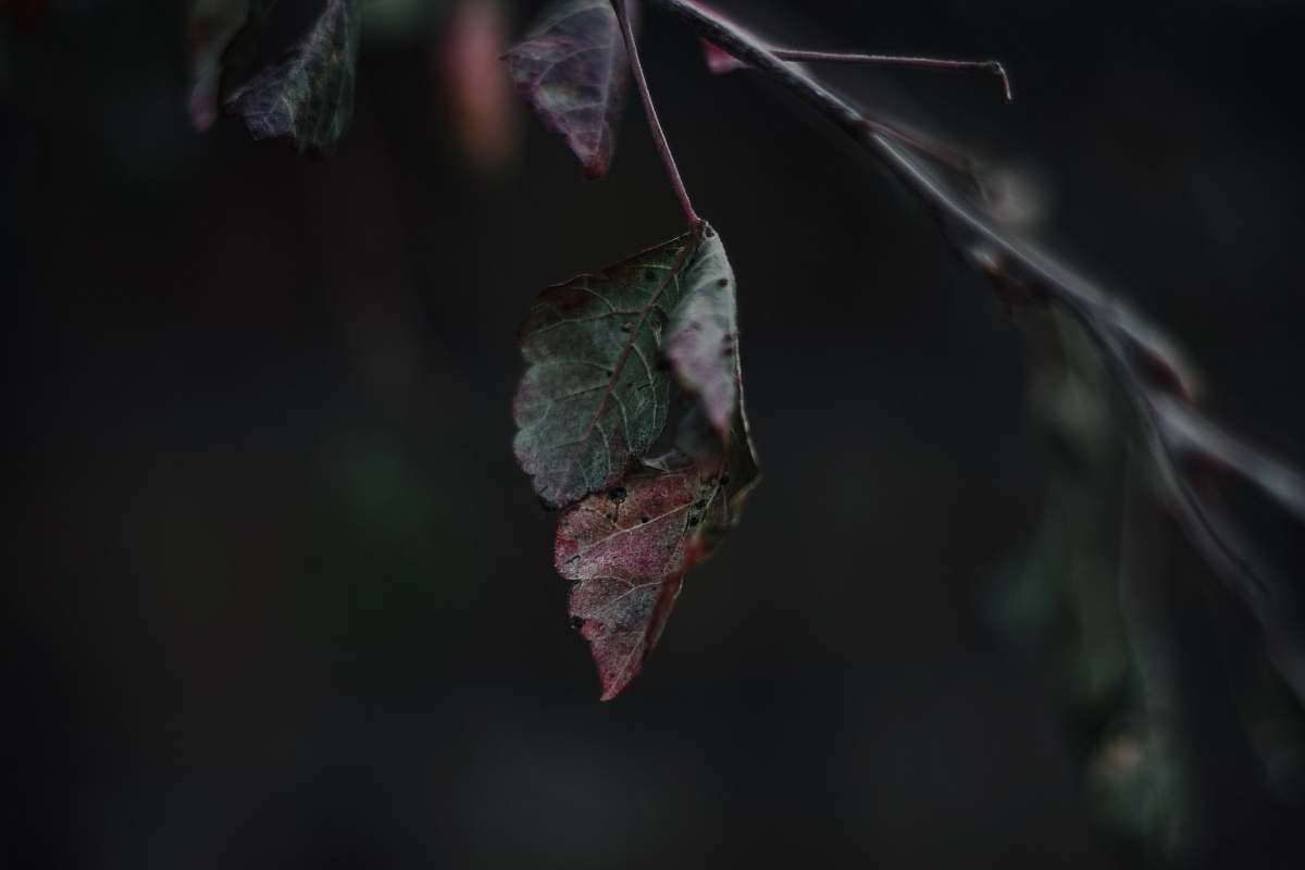 human close-up photography of brown and green leaves people