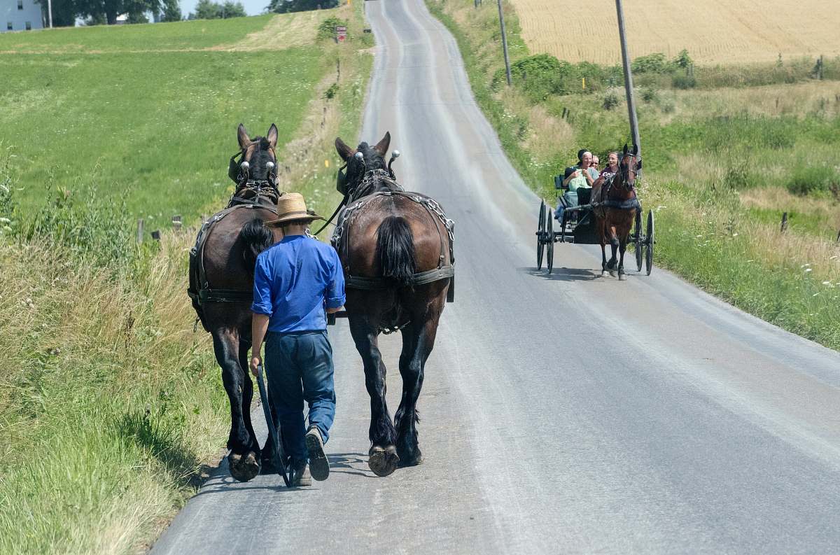 animal person holding two black horses walking on road horse