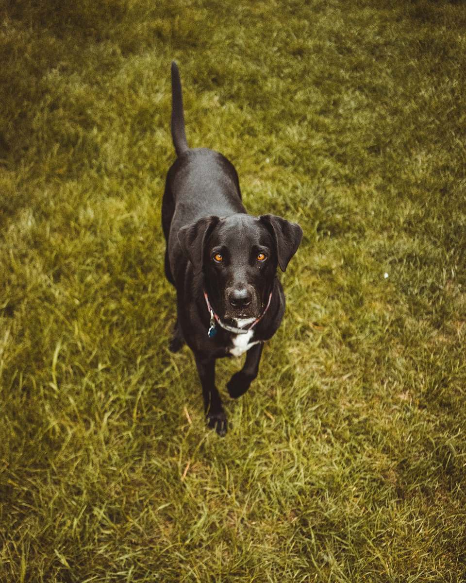 dog black and white dog animal