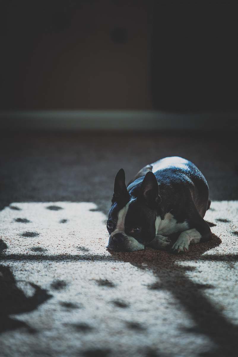 dog black and white French bulldog laying on floor animal