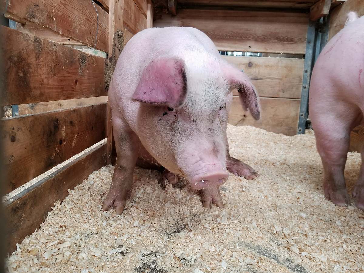 animal pink pig on brown cage mammal