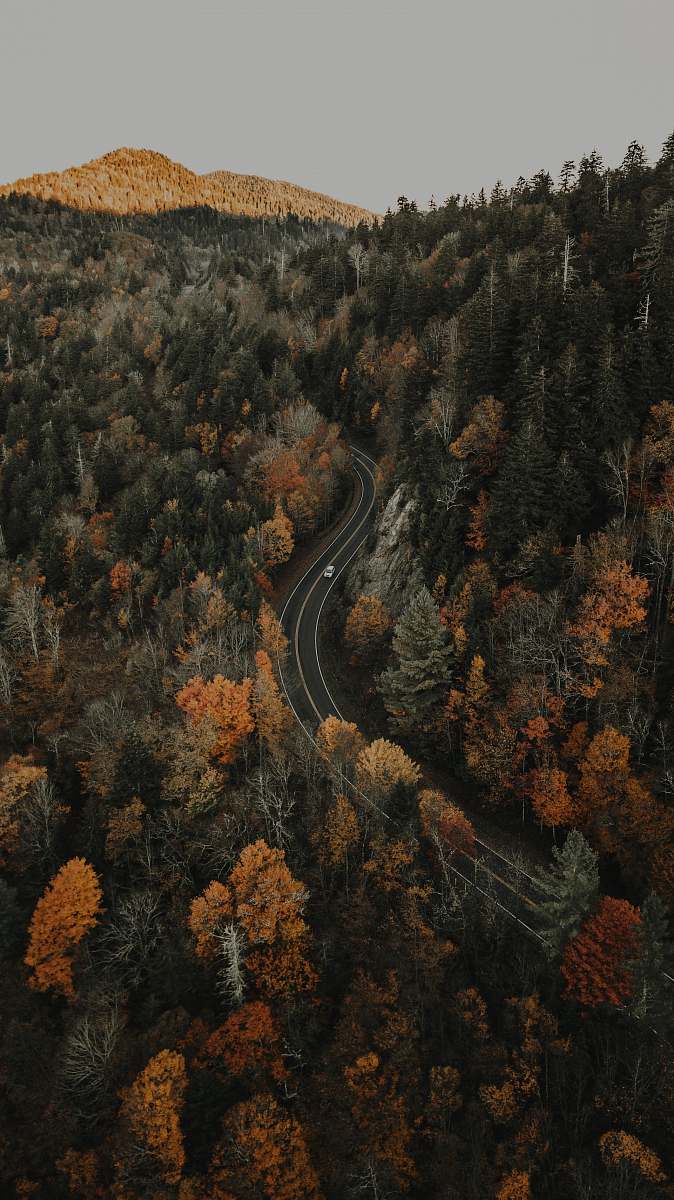 tree aerial photo of trees conifer