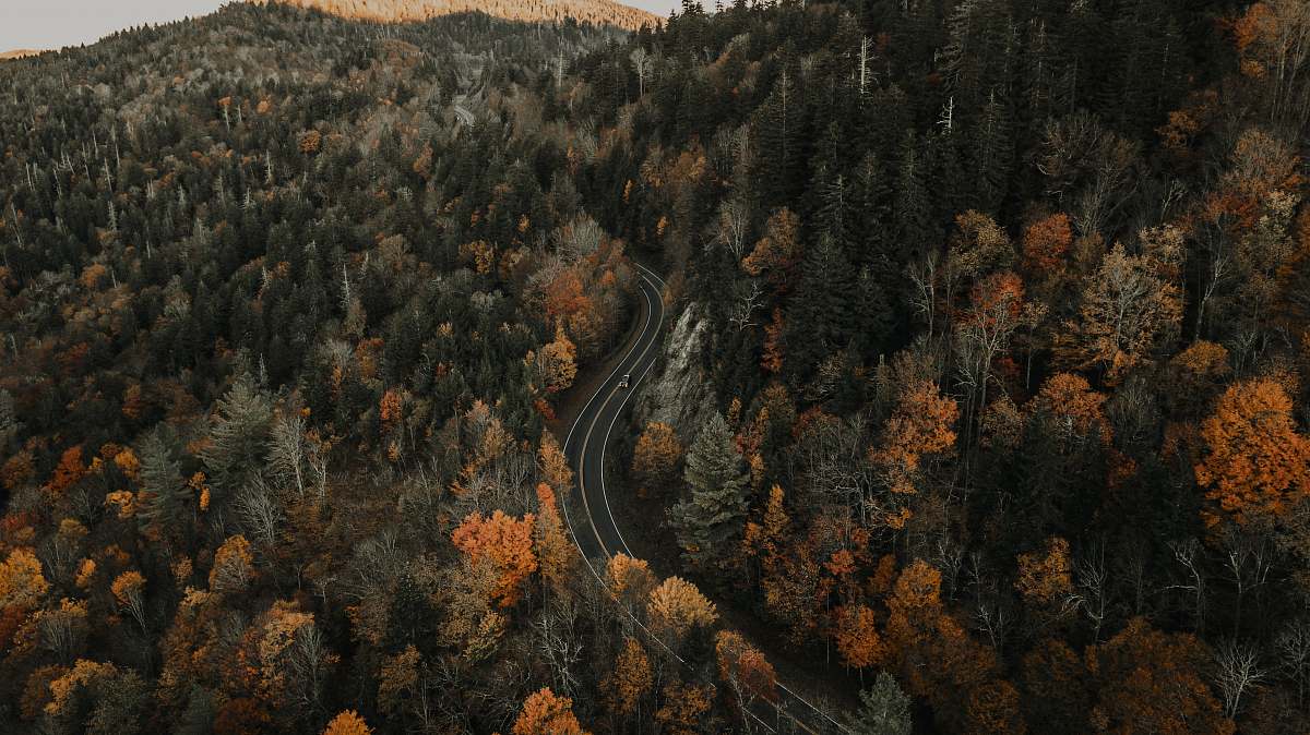 tree aerial photography of gray road surrounded with tall and green trees during daytime conifer