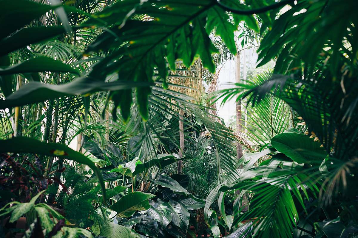 Jungle Area Covered With Green Leafed Plants Nature Image Free Photo