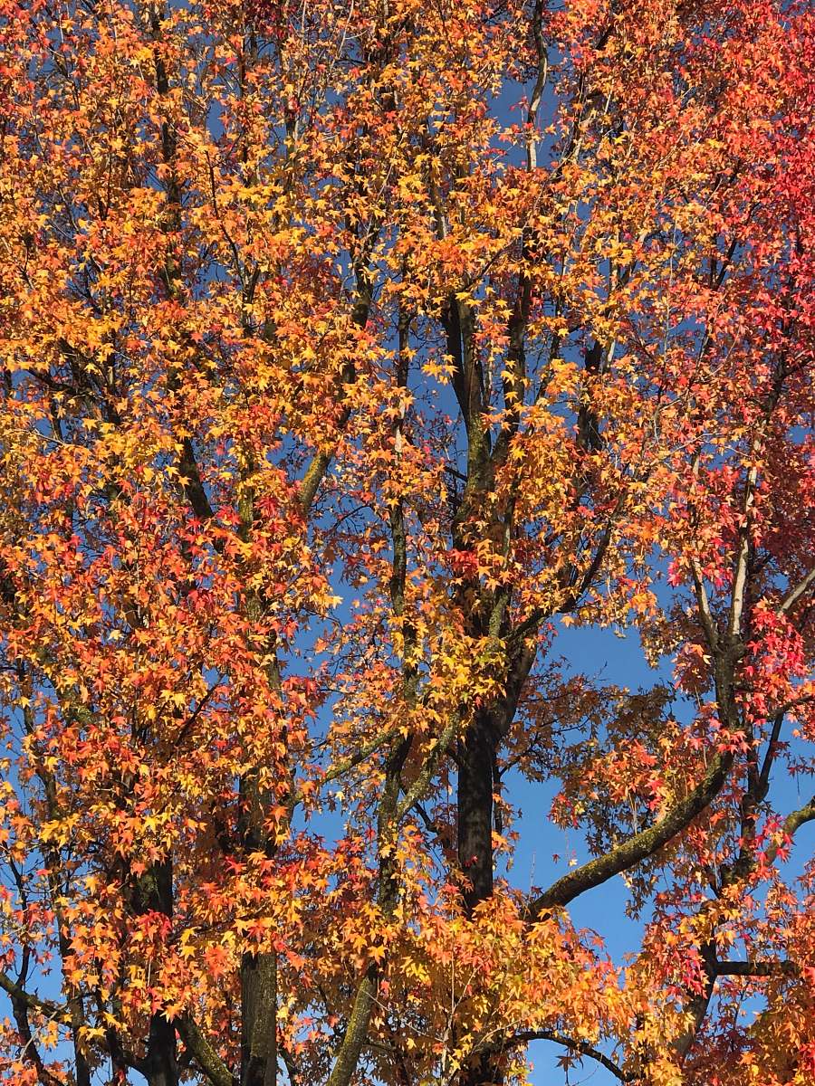 tree blooming orange flowering tree leaf