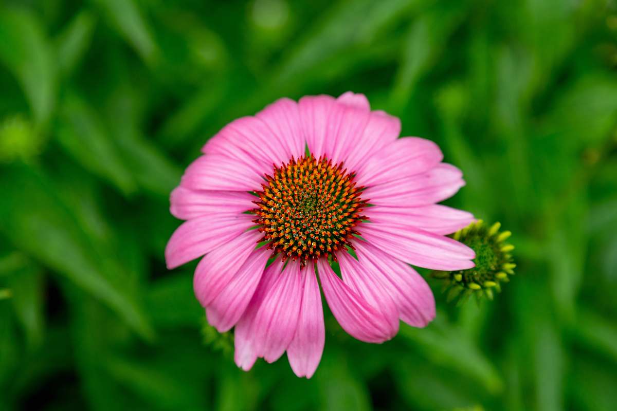flower blooming pink daisy flower daisy