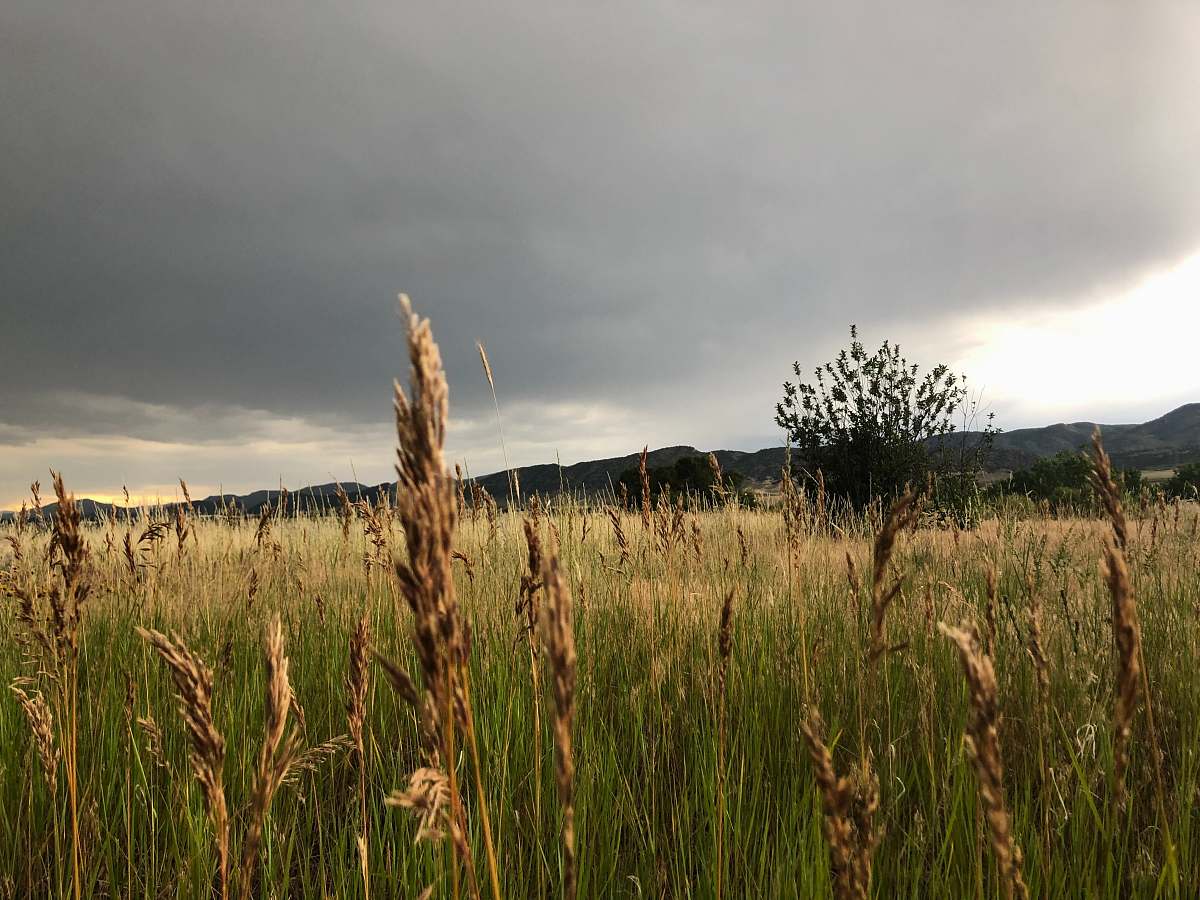 grass brown and green field during daytime vegetation