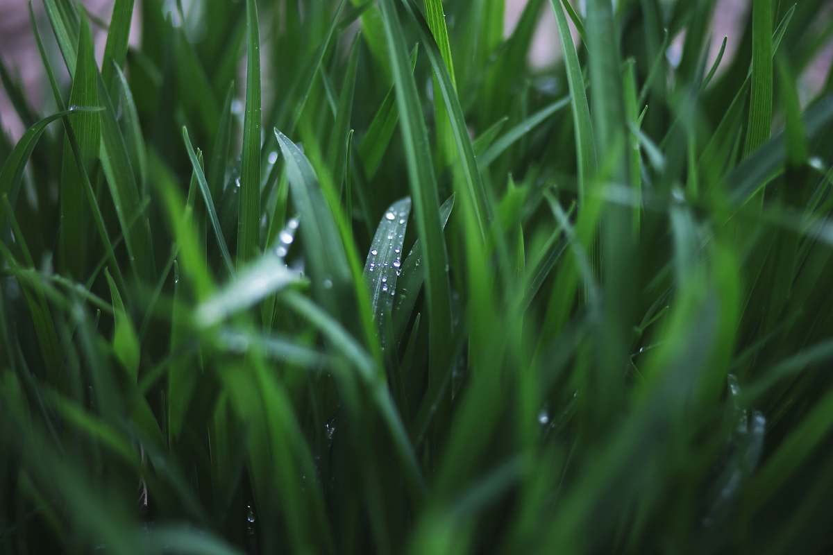 grass close-up photograph of leaves flora
