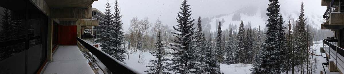 tree field and trees covered with snow near house abies
