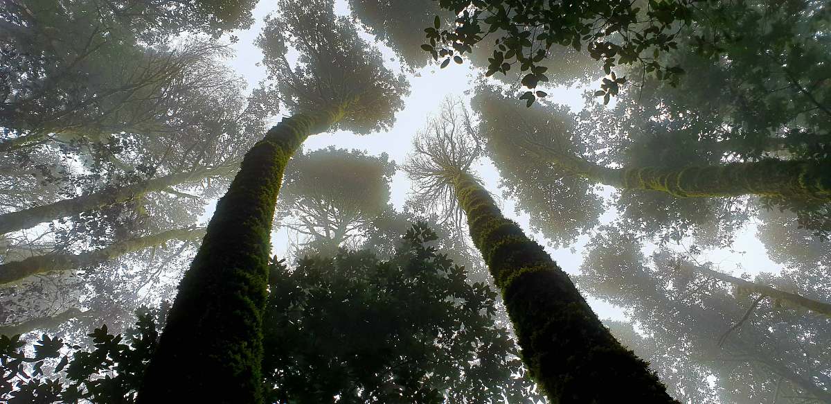 flare green leafed trees light