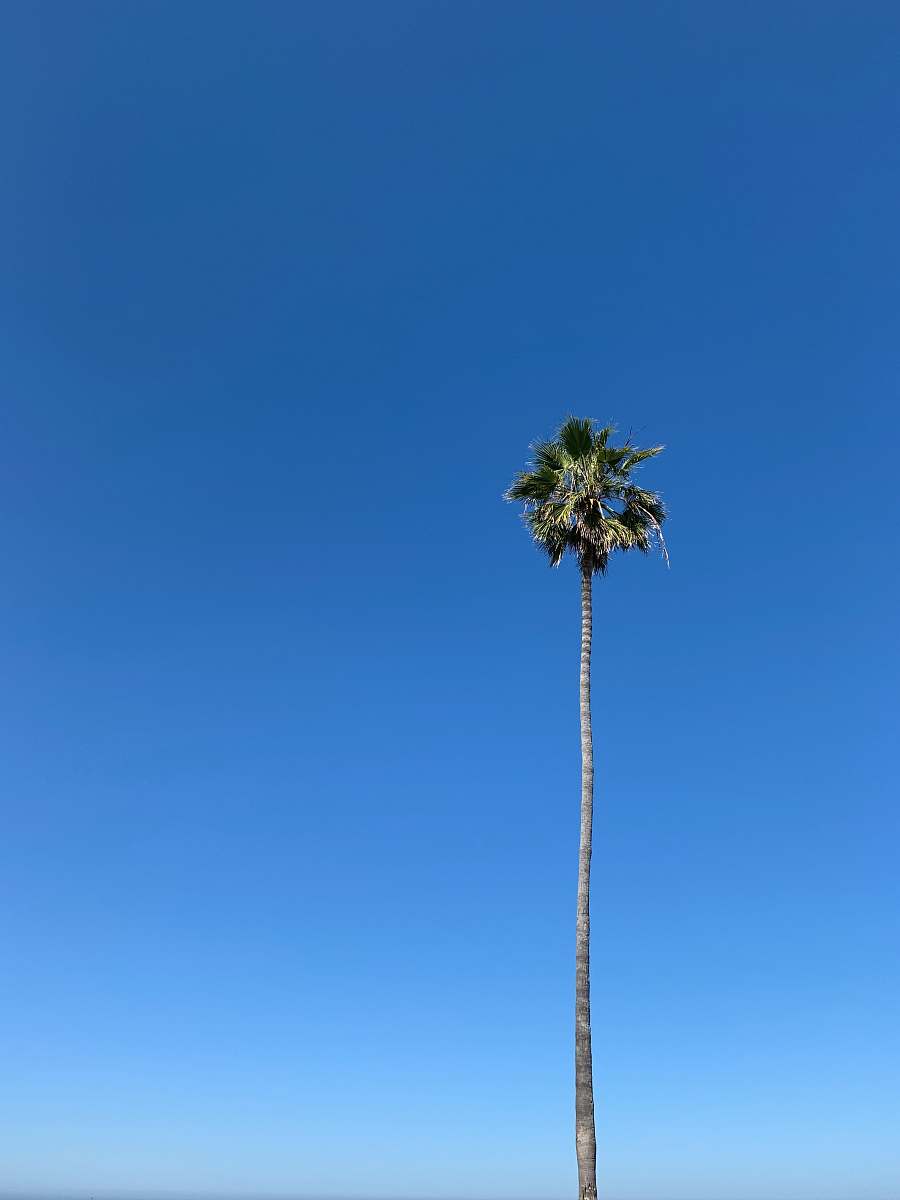 tree green palm tree under blue sky during daytime arecaceae