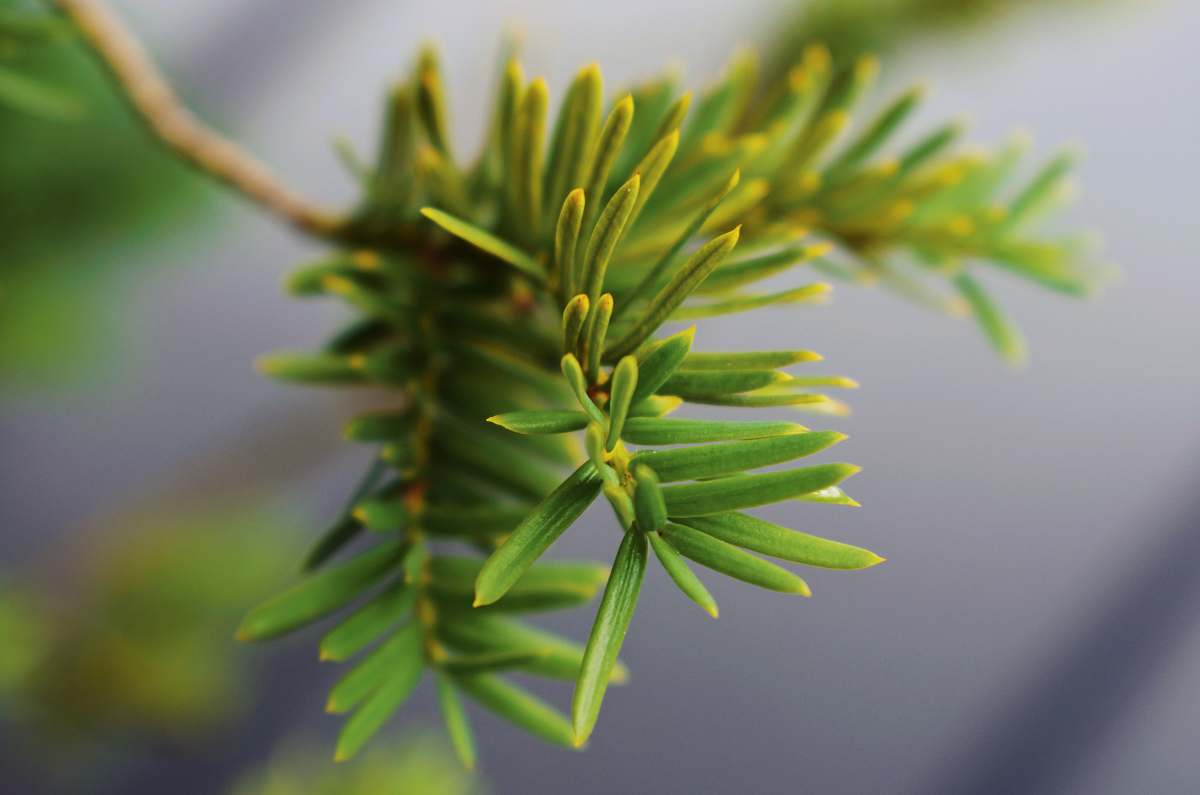 tree green pine leaves conifer