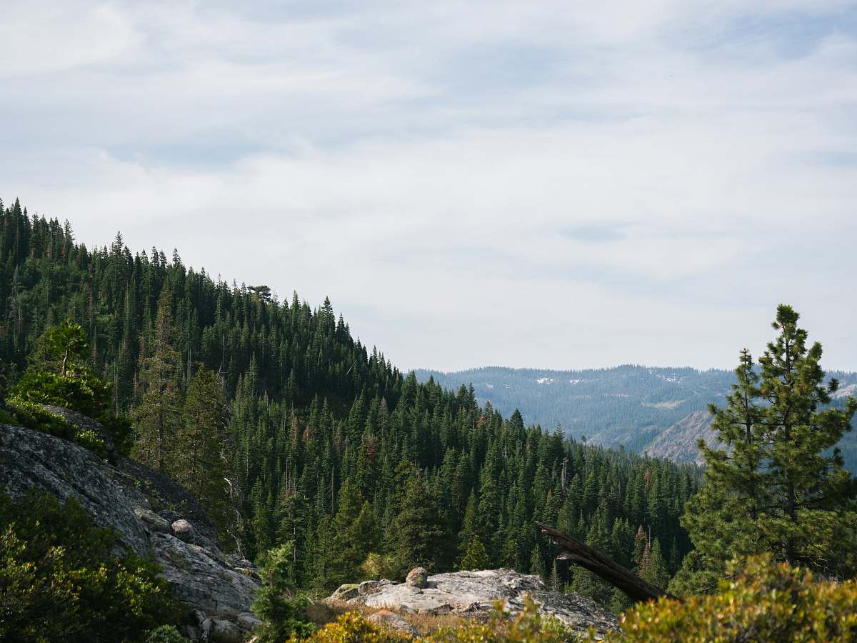 tree green pine trees abies