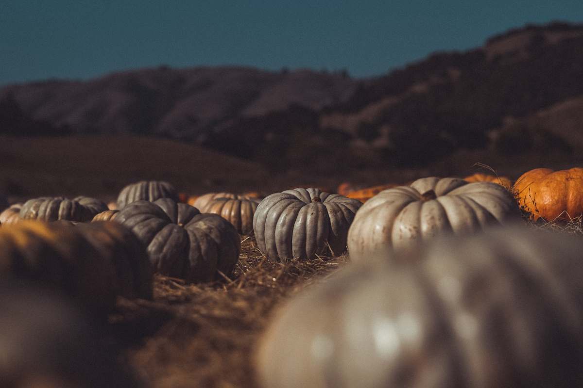 flora grey and orange pumpkins lying on the ground near the hills food