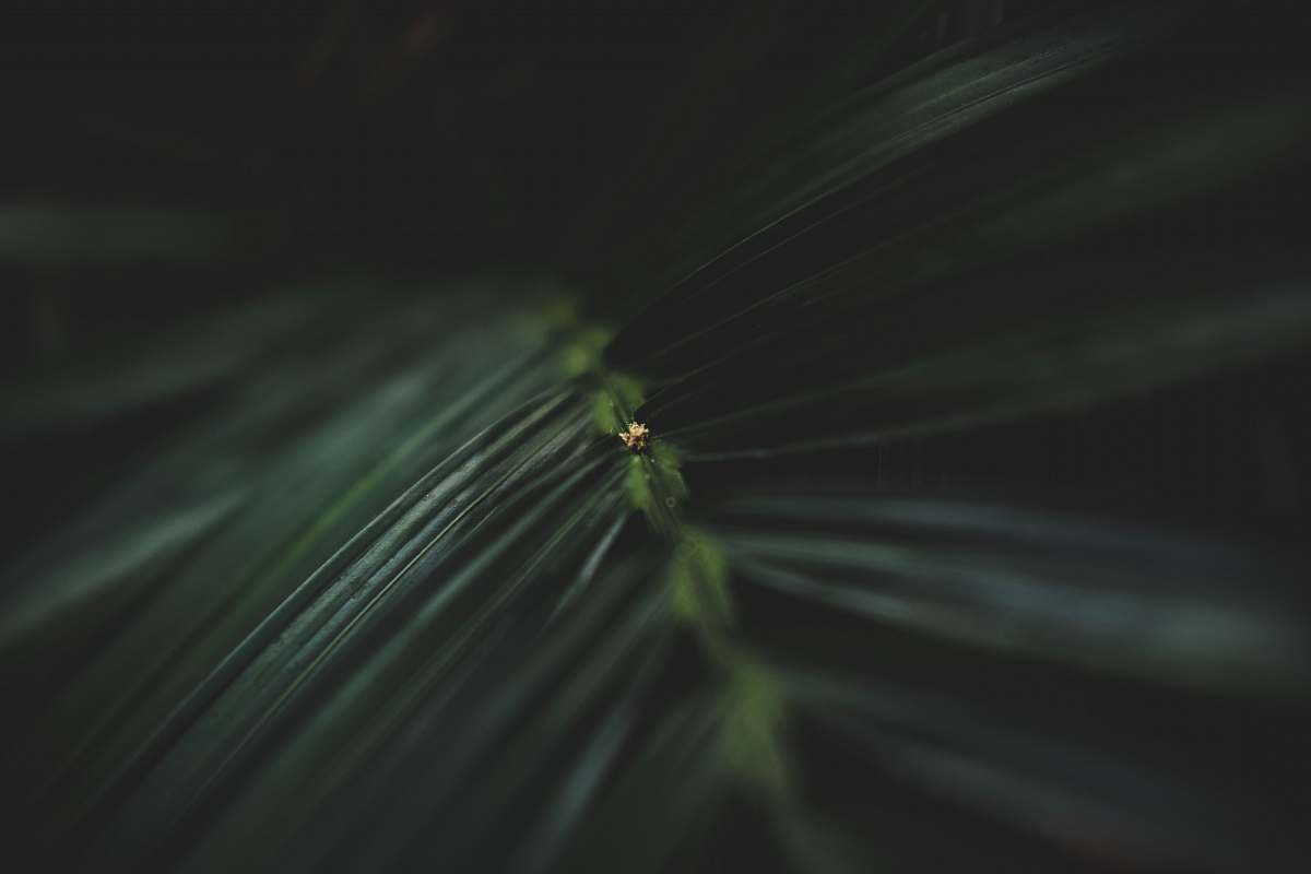 tree macro photography of green leaf conifer
