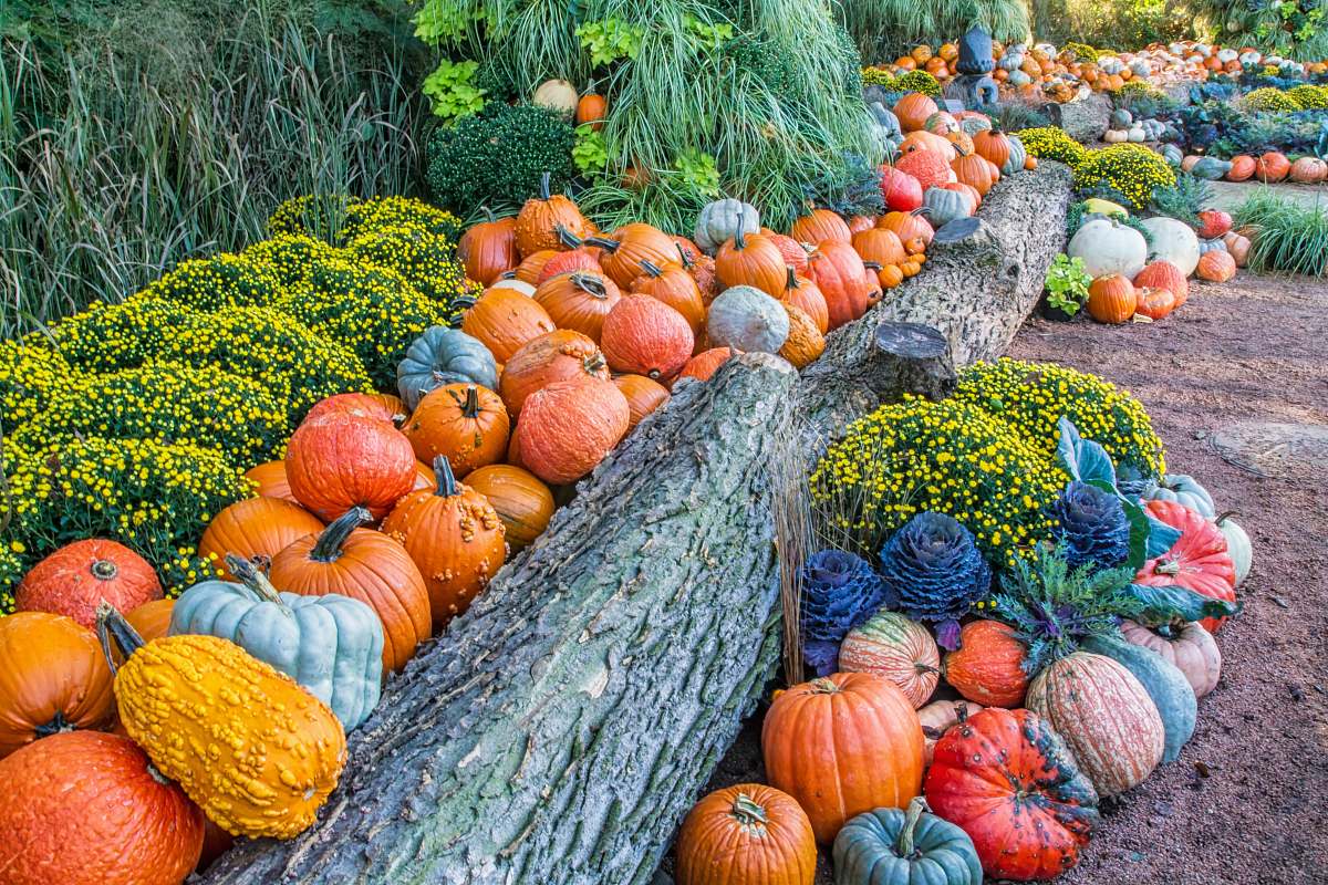 flora orange and green pumpkin lot food