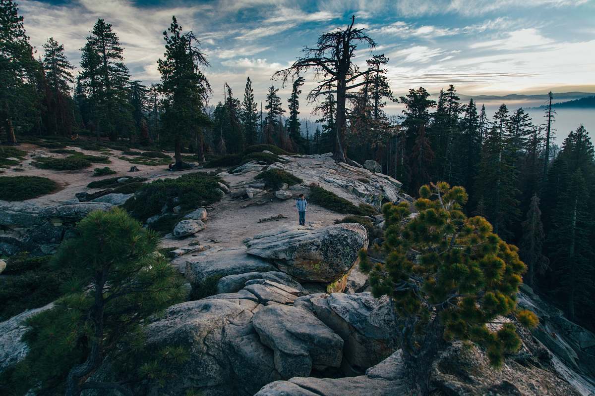 tree person standing on top of mountain abies