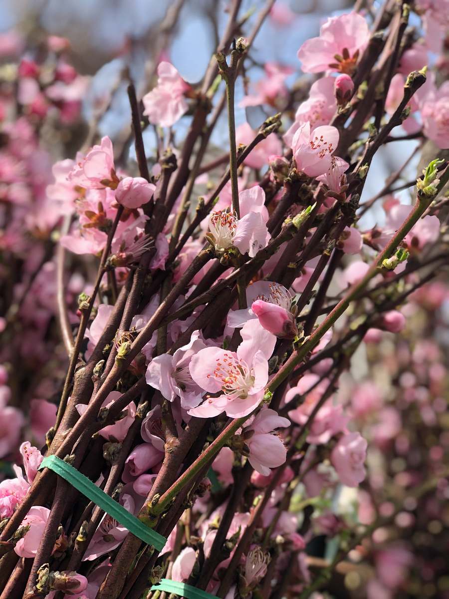blossom pink flowers in tilt shift lens cherry blossom