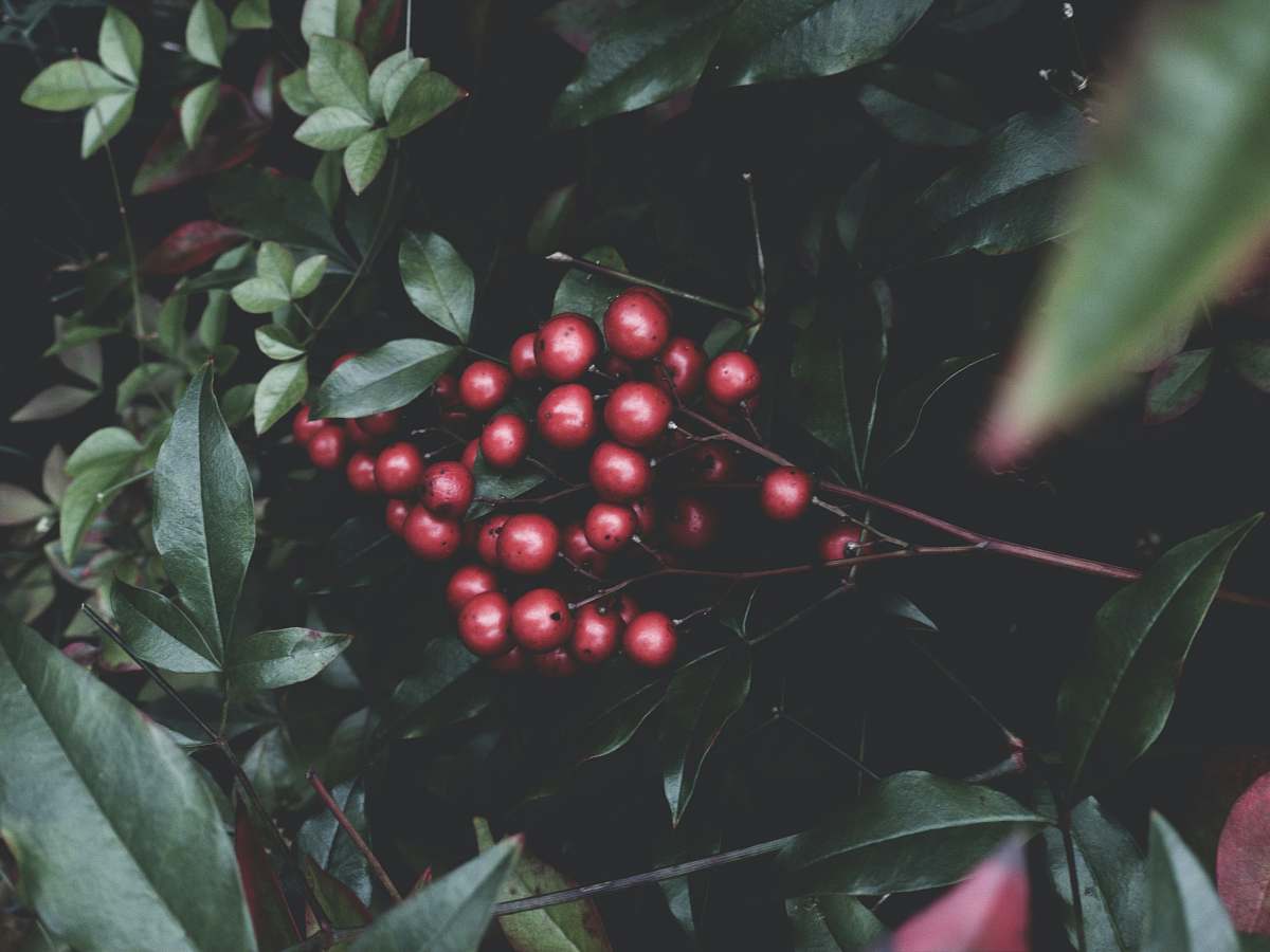 fruit red fruits food