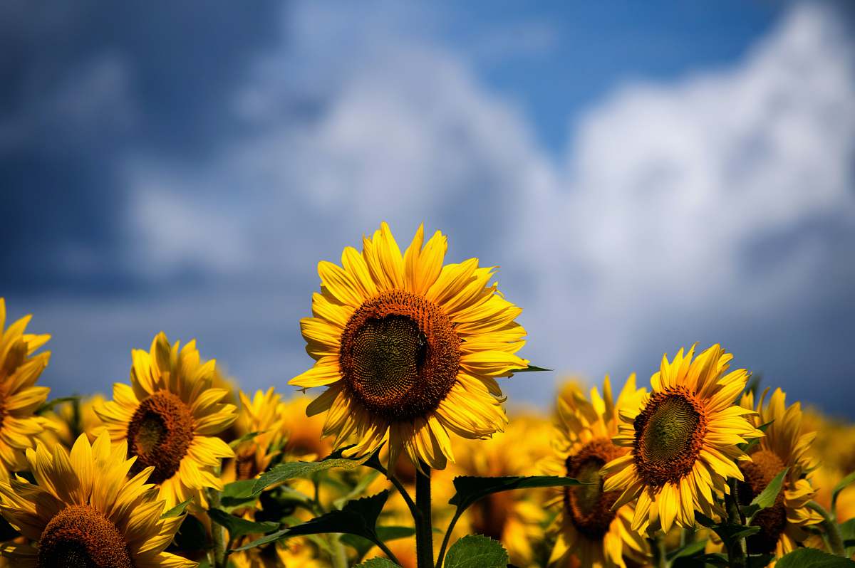 Sunflower Selective Focus Photography Of Bed Of Sunflowers Flower Image