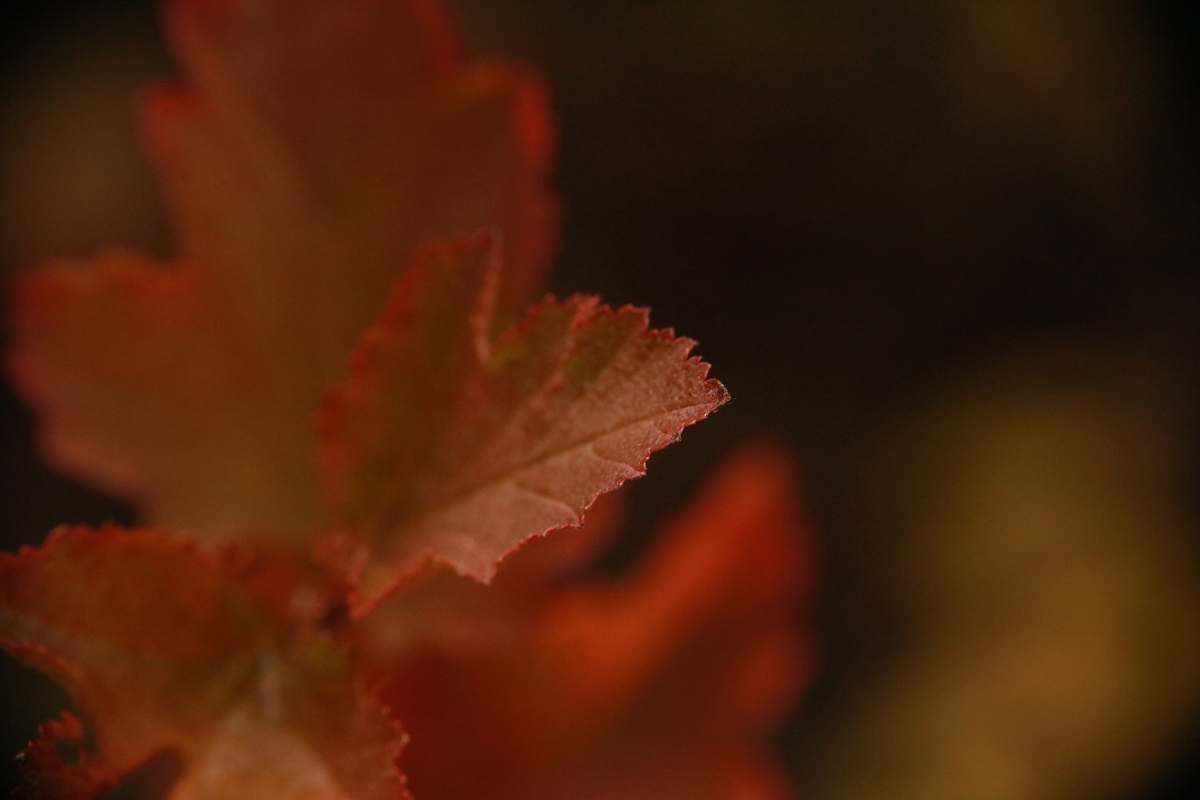 leaf shallow depth photo of red leaf sundance