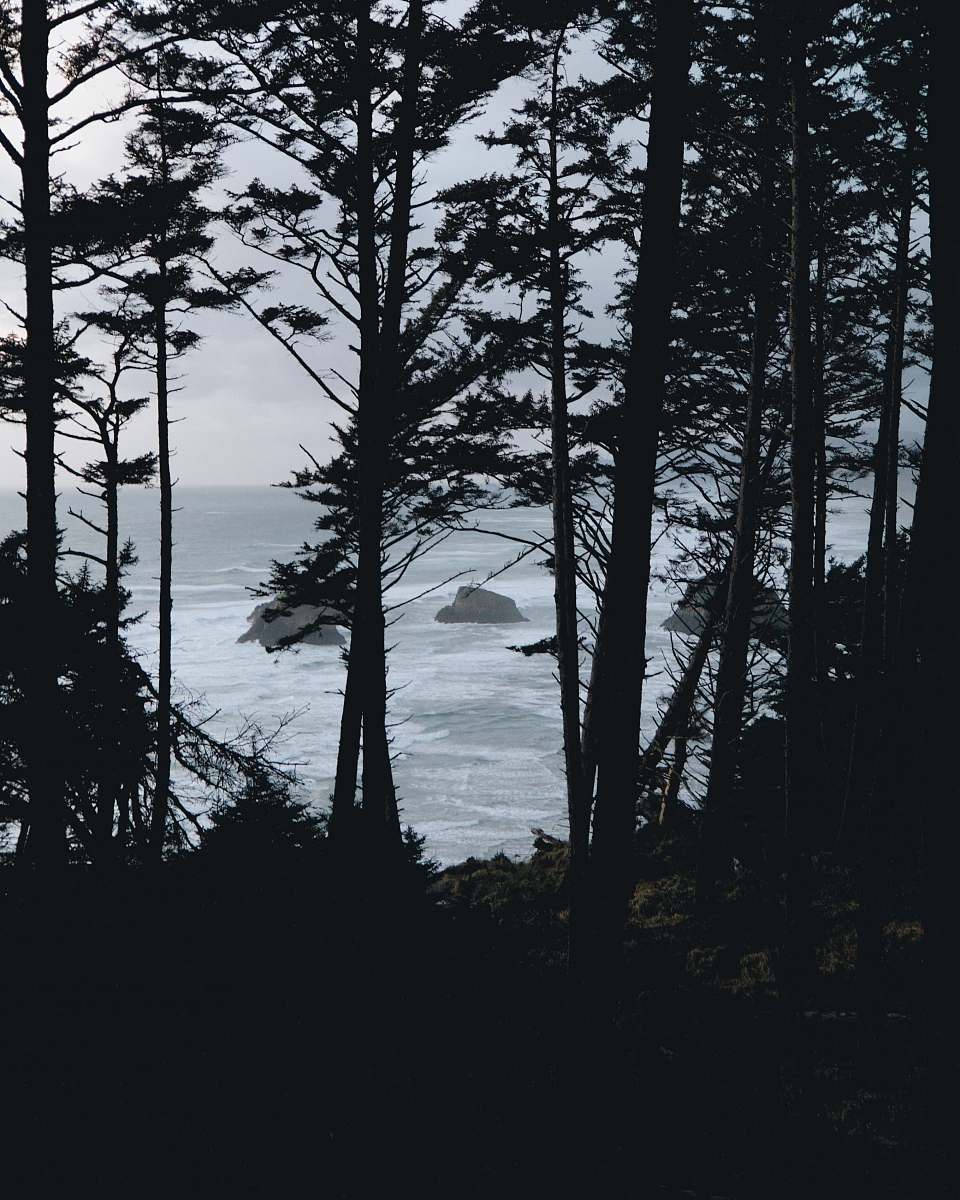tree silhouette of tree near body of water during daytime abies