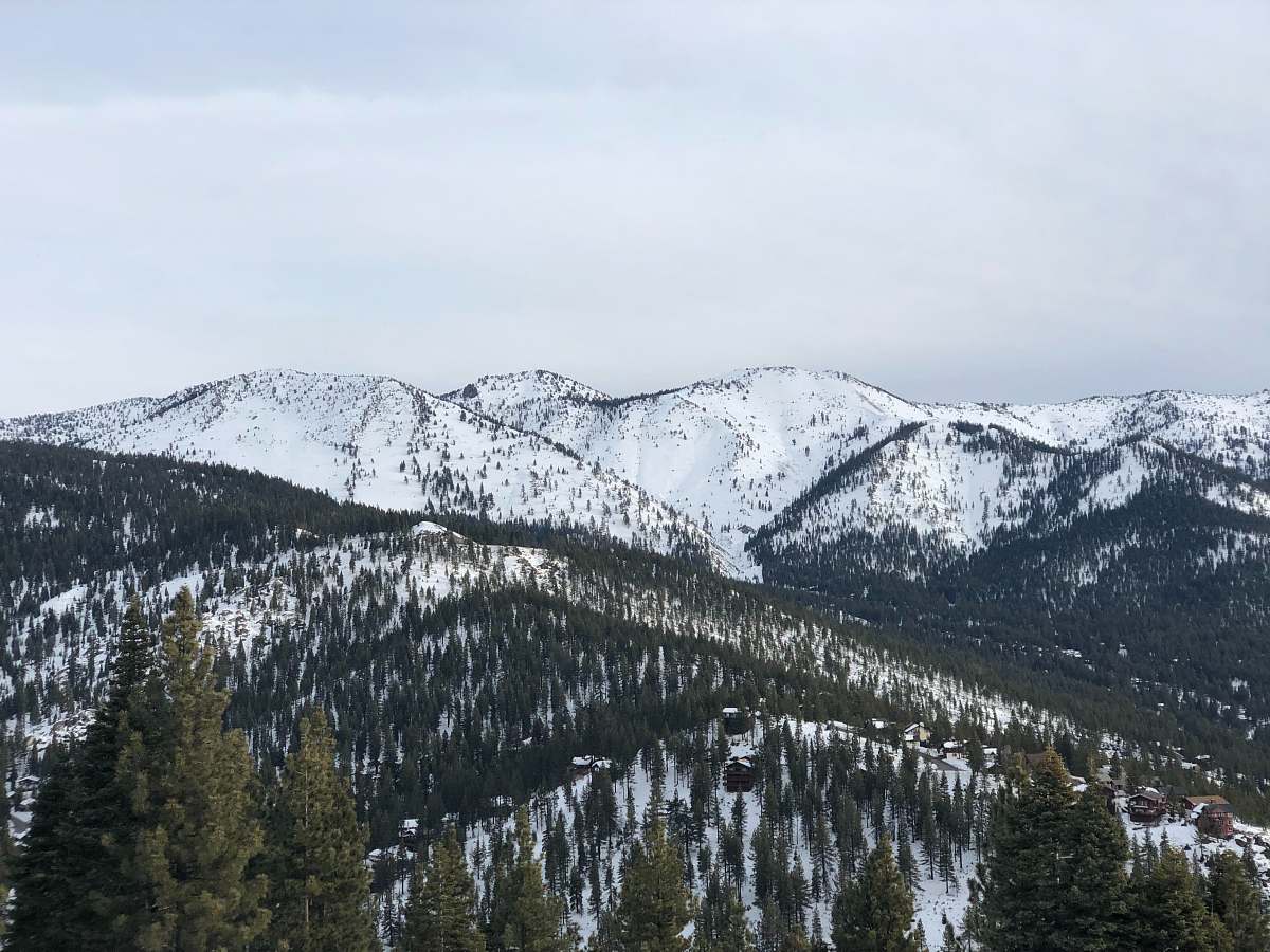 tree snow covered mountain during daytime abies